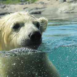 Биологи: скоро глобальное потепление поставит белых медведей под угрозу вымирания