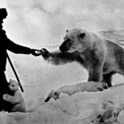 Бесстрашный полярник подкармливает белых медведей » Новости со всего мира,Интересные новости,Интересные факты,Новости России сегодня,.