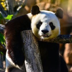Старейший в мире самец панды умер, оставив 130 потомков