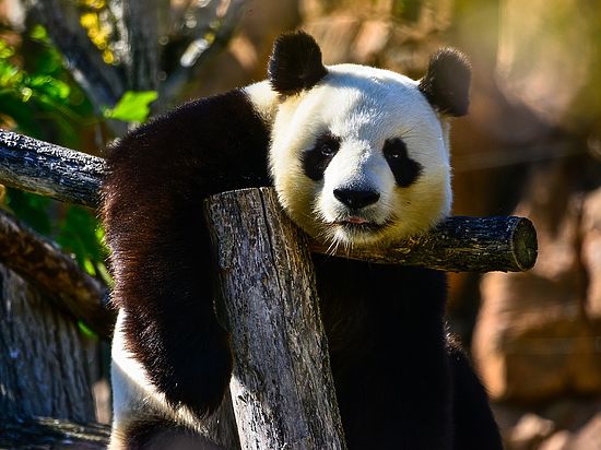 Старейший в мире самец панды умер, оставив 130 потомков