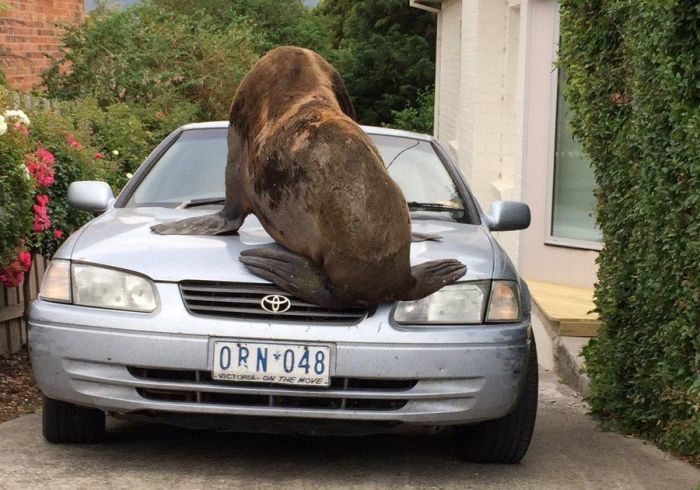 В Австралии тюлень-хулиган повредил автомобиль » Новости со всего мира,Интересные новости,Интересные факты,Новости России сегодня,.