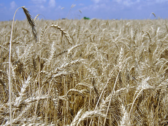 России грозит «стеблевая ржавчина»: старая болезнь губит пшеничные поля