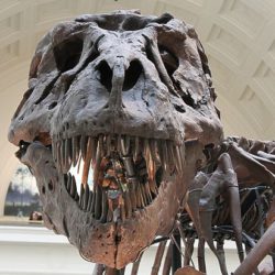 Палеонтологи обнаружили в Китае древнейший образец мягких тканей динозавра