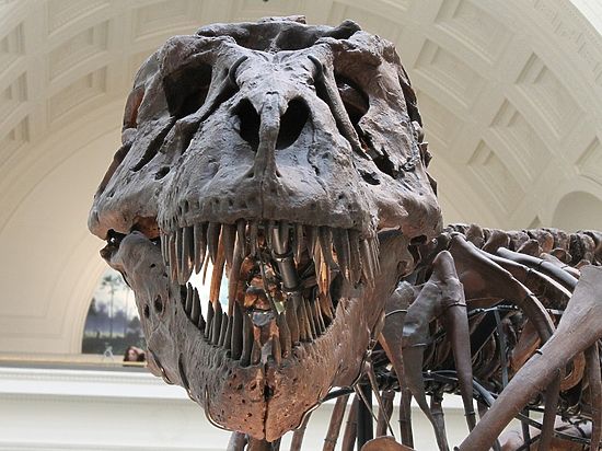 Палеонтологи обнаружили в Китае древнейший образец мягких тканей динозавра
