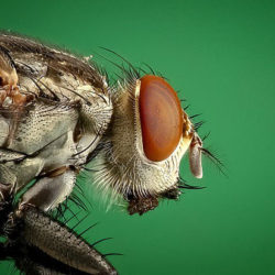 Потомственные «космические» мухи позволили ученым узнать, чем чревато отсутствие гравитации