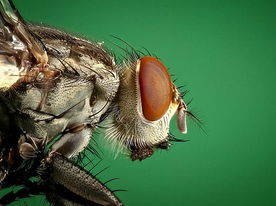 Потомственные «космические» мухи позволили ученым узнать, чем чревато отсутствие гравитации