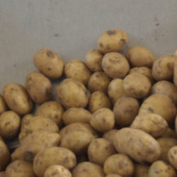 Ученые вырастили картошку в марсианских условиях