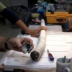 Биологи поймали и запечатлели на видео гигантского моллюска-червя