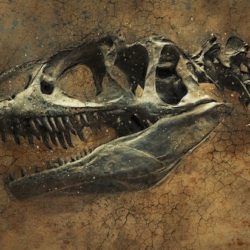 Найден зуб динозавра, переворачивающий представления об истории Земли