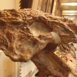 На берегу Волги найден «главный дух», заставший динозавров
