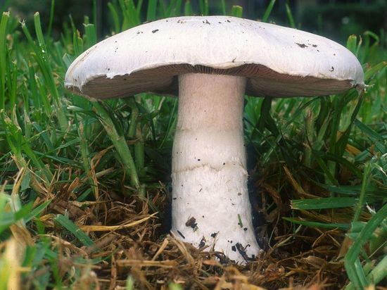 Обнаружен древейший в истории гриб со шляпкой