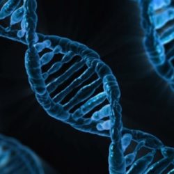 Процесс удвоения ДНК впервые удалось запечатлеть на видео