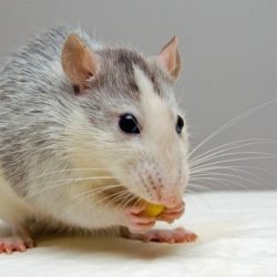 Новосибирские ученые впервые в мире вывели крыс-шизофреников