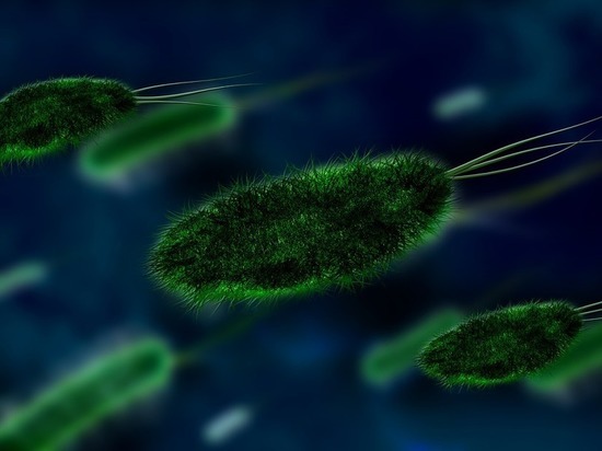 Ноу-хау сибирских ученых: для роста корней привлекли бактерии