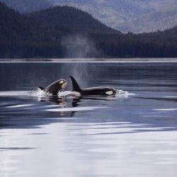В интернете разместили захватывающее видео нападения стаи косаток на кита