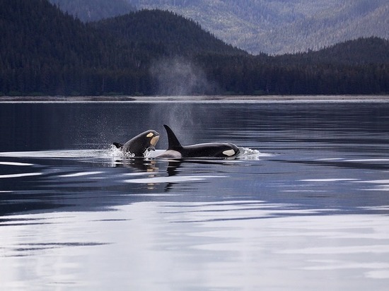 В интернете разместили захватывающее видео нападения стаи косаток на кита