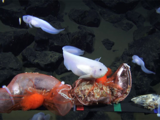 Рыбу, обнаруженную на рекордной глубине, запечатлели на видео