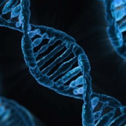 В США впервые отредактировали геном человеческого эмбриона