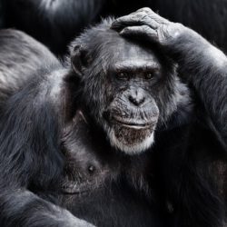 Шимпанзе оказались подвержены болезни Альцгеймера