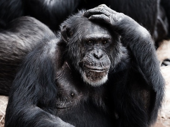 Шимпанзе оказались подвержены болезни Альцгеймера