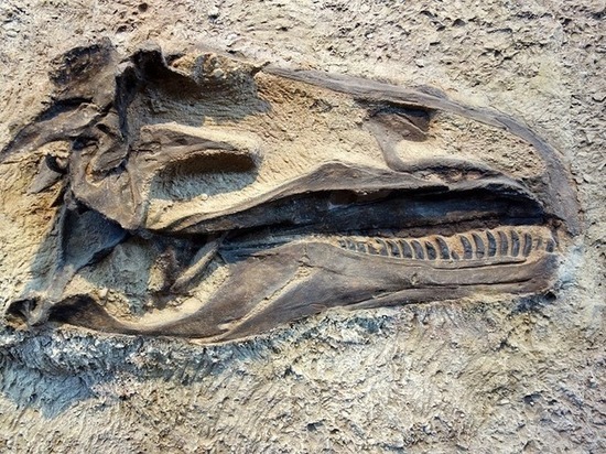 Палеонтологи откопали крупнейшего в мире динозавра