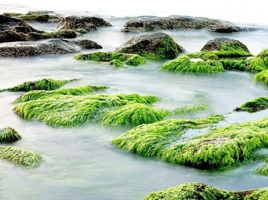 Люди оказались обязаны жизнью зеленым водорослям