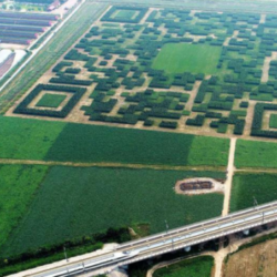В Китае вырастили лабиринт формой QR-кода