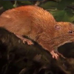 На Соломоновых островах найдена гигантская крыса из легенд