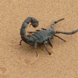 Скорпионы оказались способны выбирать яд под конкретные нужды