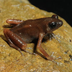 Российские ученые обнаружили новый вид лягушек в тайской пещере