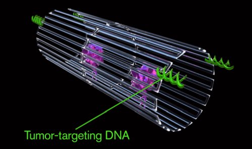 Запрограммированные должным образом нанороботы из ДНК-оригами успешно борются с раковыми опухолями