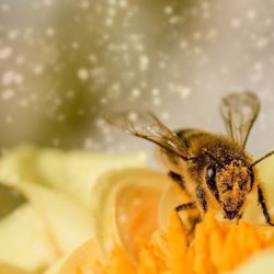 Пчелы оказались умнее, чем люди времен Средневековья