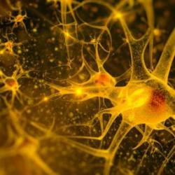 Новая технология позволила впервые запечатлеть образы нейронной деятельности "второго мозга" организма человека