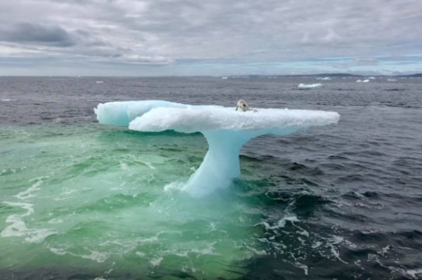 Находка на льдине в открытом океане удивила рыбаков