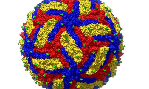 Ученые сделали самый точный на сегодняшний день снимок вируса, вируса Зика