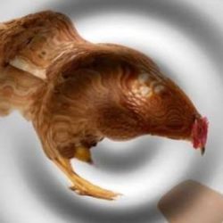 Квантовая механика дала весьма неожиданное решение парадокса "курица или яйцо"