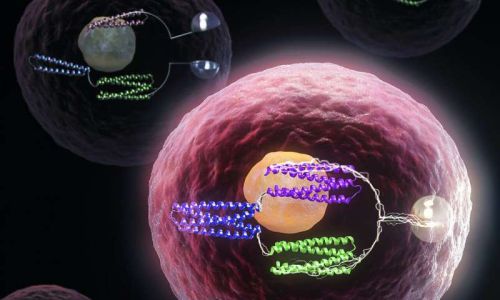 Ученые превратили живые клетки в компьютеры, используя белковые логические элементы